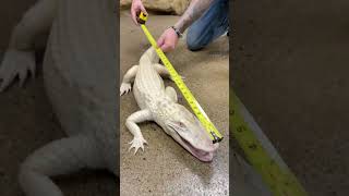 How long is my feisty albino alligator? #shorts