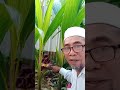 Raflesia  di jln Pokok Mangga Melaka