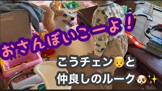 【コーギー犬】お散歩行こうよ/コーギーのルークと孫