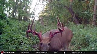 Big NJ buck shedding velvet