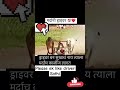 south cha villain song song music marathi dj shorts short shortvideo subscribe viralvideo