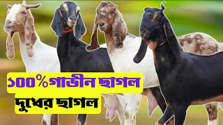 উন্নত জাতের দুধের ছাগল গাভিন ছাগল খাসি ও পাঠা ছাগলের নিউ কালেকশন | দামে কম সেরা মানের ছাগল |