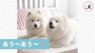 熱唱中のサモエドくん、突然、相方が入り込んできた結果…😑 【PECO TV】