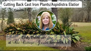 Cutting Back Cast  Iron Plant Aspidistra Elatior