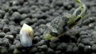 Dwarf Puffer Eating Snails