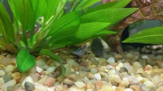 Half Banded Kuhli Loach and Julii Cory