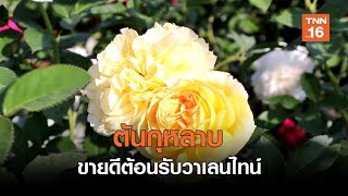 ชาวสวนเฮ!! ต้นกุหลาบขายดีรับวาเลนไทน์ | เรื่องดีดีทั่วไทย