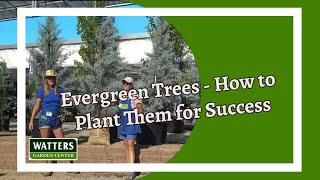 Evergreen Trees -  How to Plant them for Success