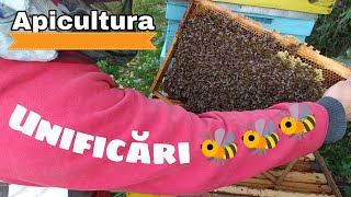 Unificări la familiile de albine 🐝🐝🐝