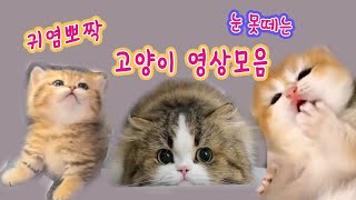 귀염뽀짝 고양이 영상모음과 노래 '내 친구 냥이' - 강지민 (3집앨범수록곡), Kang jimin