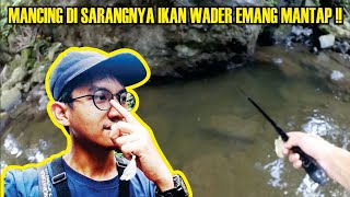 Mancing ikan wader tepat di sarangnya bikin ga mau pulang‼️microfishing trip