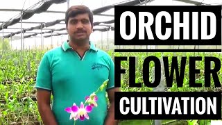 Man Got Success In Orchid Flower Cultivation