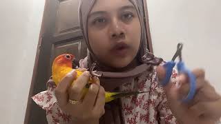 TIPS/CARA POTONG KUKU BURUNG