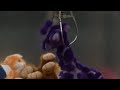 How I Met Your Mother Purple Giraffe Scene