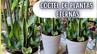 TRASPLANTE CÓCTEL DE PLANTAS ETERNAS/Liliana Muñoz