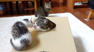 穴の開いた箱で遊ぶねこ。-Cats playing with the box with holes.-