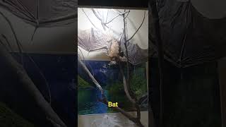 Fearful  bat#vellore #museum #shortsfeed#viral#taxidermy #subscribe