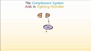 Complement System Part 1 - Overview and Actions to Fight Infections