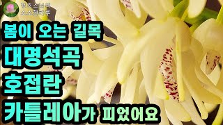 봄의 길목 대명석곡, 호접란, 카틀레야가 피었어요