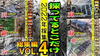 2022年クワガタ採集ベスト動画‼採ってるシーン総集編Vol.4【昆虫採集】