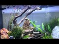 guppy and shrimp tank with mystery and blueberry snails