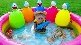 Baby monkey drives to the pool to open surprise eggs containing koi fish, goldfish, lobster, shark