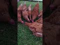 Chickens Eat Ground Beef