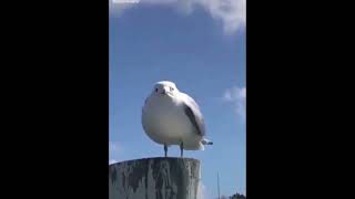 Seagull scream