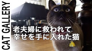 [別荘暮らし]家族に迎えた捨て猫と老夫婦の心温まる日常