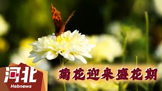 【文化旅游】菊花迎来盛花期！在河北栾卸村，拥有三万多盆花、超过500个品种的菊花园吸引了众多市民和游客前来赏花！ #旅游 #景点 #景色 #河北