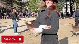 鹿に愛情たっぷりの外国人観光客🫎 奈良公園 | 鹿 奈良 | 日本の奈良公園の鹿 | Nara Japan Deer Park 💖