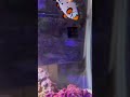 Frostbite Clownfish #clownfish #clownfishes #clownfishharem #clownfishpair #reef #reefs #reeftank