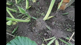 Burying Vines on Giant Pumpkins