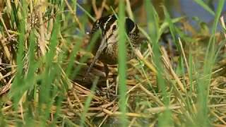 チュウジシギ冬羽190909千葉県