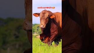 দেখি কোন গরুর পছন্দের লোক বেশি ❓🐂🔥🥰 #cow #animals #shorts  #viralvideo #foryou #2024