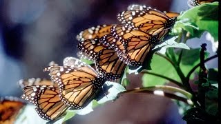 Avoiding Predators: How to Avoid Being Eaten
