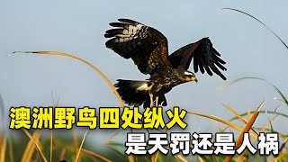 澳洲野鸟四处纵火，是天罚还是人祸？