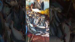 The best fishing scenes (#143) #shorts