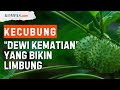 Mengenal Bahaya dan Manfaat Kecubung, Ternyata Dipakai untuk Ritual Orang Mesir Kuno