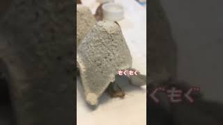 チビヤモちゃんが捕食してるところの続き🦎🦗#shorts #ニホンヤモリ #ヤモリ