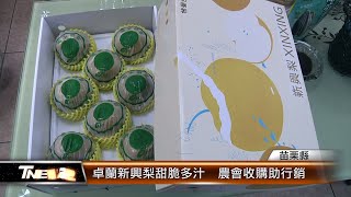 卓蘭新興梨甜脆多汁  農會收購助行銷│T-NEWS聯播網