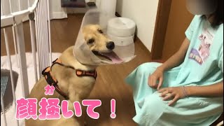 Bell the golden retriever puppy with an Elizabethan collar that is hard to reach