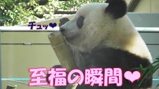 11/16【午前編】シャンシャン朝から櫓で竹筒❤この上ない至福を味わう❤上野動物園【パンダ生活チャンネル】