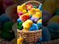 baby chicks chirping _funny and cute chick sound cuteanimals cute petsound funny