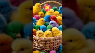 Baby chicks chirping _funny and Cute chick sound #cuteanimals #cute #petsound #funny