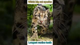 Which big cat species has longest canine teeth😳😱😲#shorts #trending #youtubeshorts