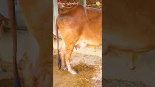 நான்கு கிர் மாடுகள் விற்பனைக்கு உள்ளது #vivasayaarvalargal #cows