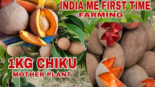 पहली बार भारत मे 1किलो सापोटा( CHIKU) की खेती ,  1kg Chiku Mother Plants in Green care Nursery.....