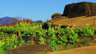 二宮吾妻山菜の花(20250108)開花状況