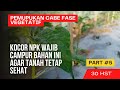 pupuk cabe rawit fase vegetatif | cara menanam cabe | NPK | omah lombok PART #5